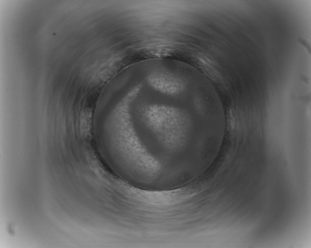 X0000099380030200805151629