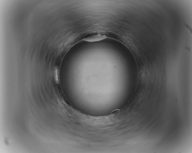 X0000099380042200805151629