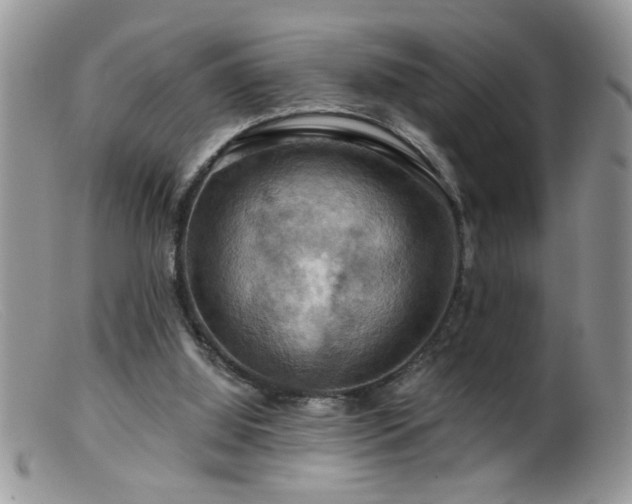 X0000099380060200805151628