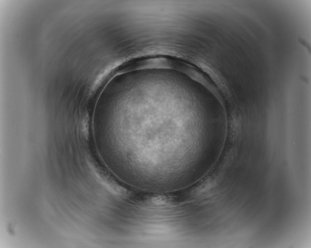 X0000099380064200805151628