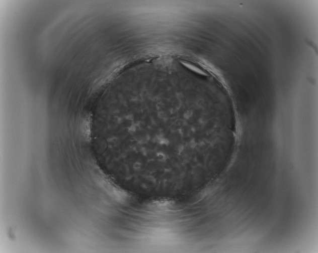 X0000099380065200805151628