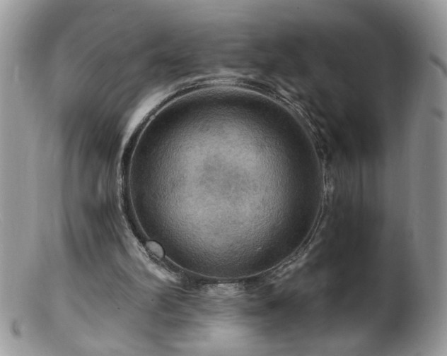 X0000099380102200805151628