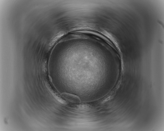 X0000099380105200805151628