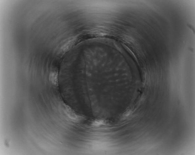 X0000099380177200805151627