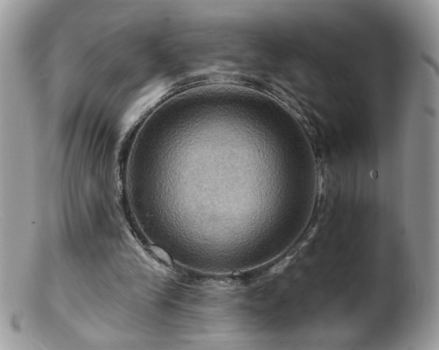 X0000099380245200805151625