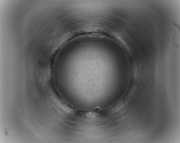 X0000099380261200805151625