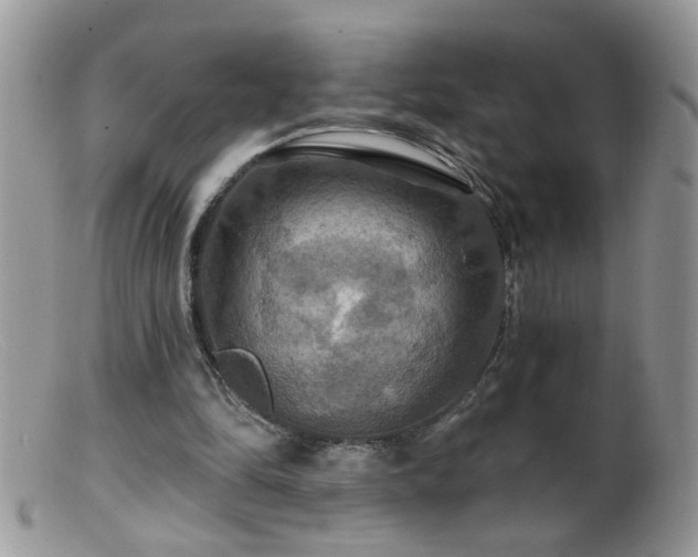 X0000099380294200805151625