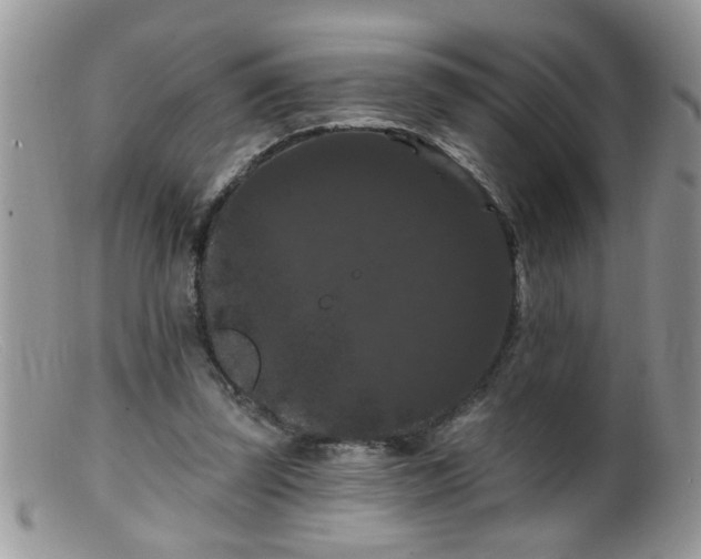 X0000099380347200805151624