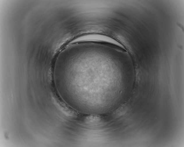 X0000099380354200805151624