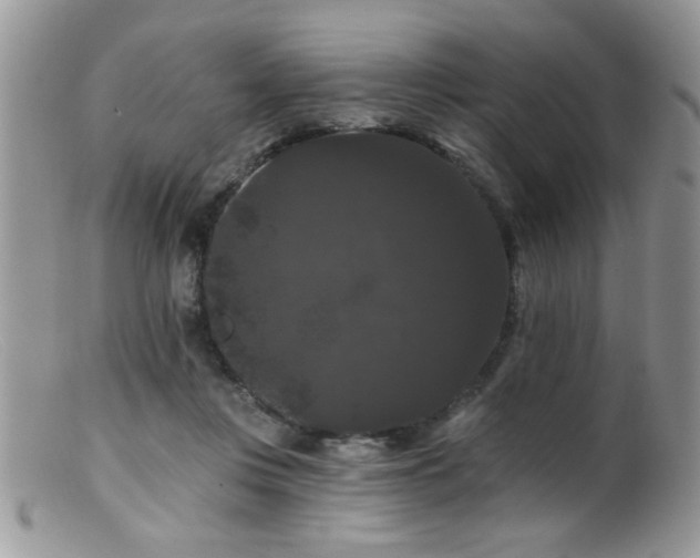 X0000099380359200805151624