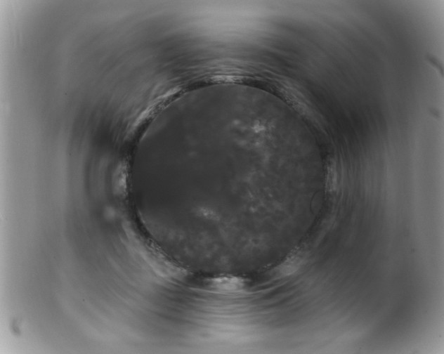 X0000099380363200805151624