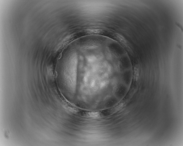 X0000099380377200805151624