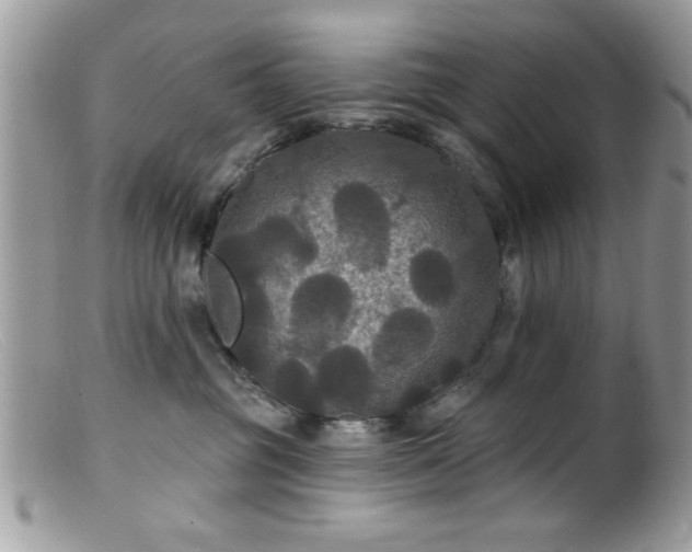 X0000099380381200805151624