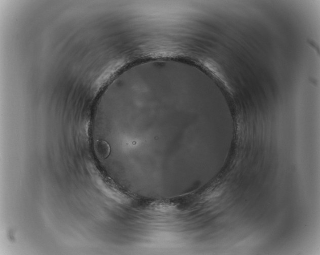 X0000099380491200805151622