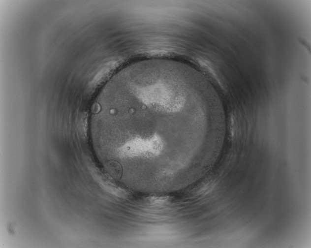 X0000099380495200805151622