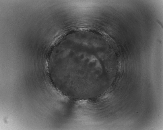 X0000099380523200805151621