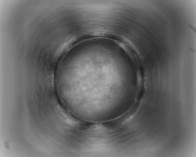 X0000099380589200805151620