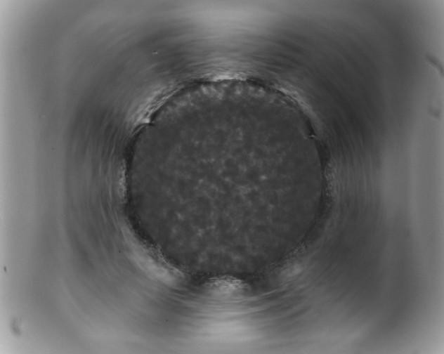 X0000099380642200805151619