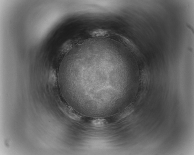 X0000099380761200805151618