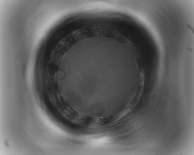 X0000099380765200805151618