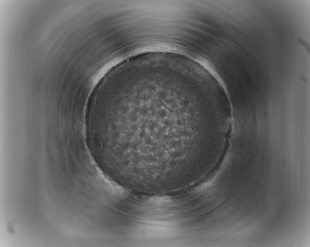 X0000099380845200805151616