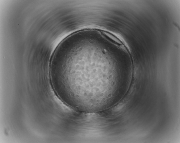 X0000099380903200805151615