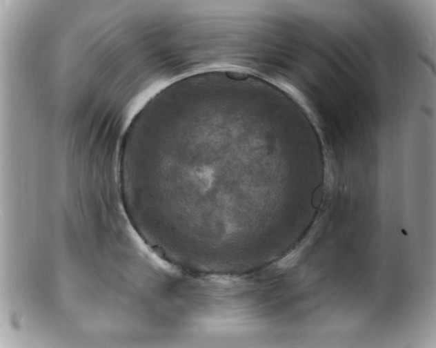 X0000099380910200805151615