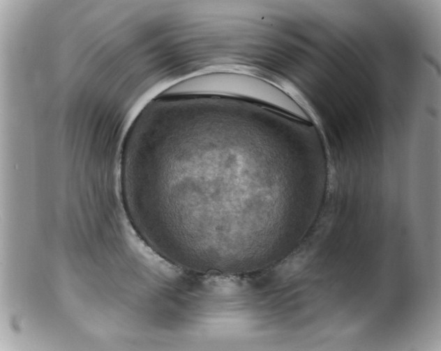 X0000099380955200805151615