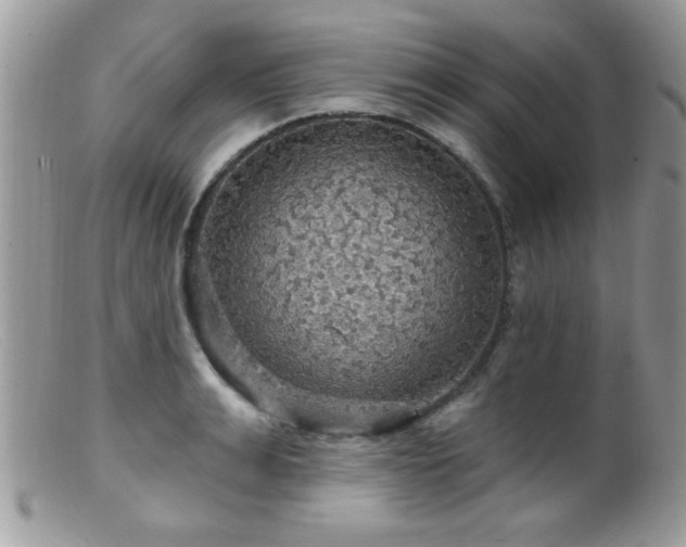 X0000099380991200805151614