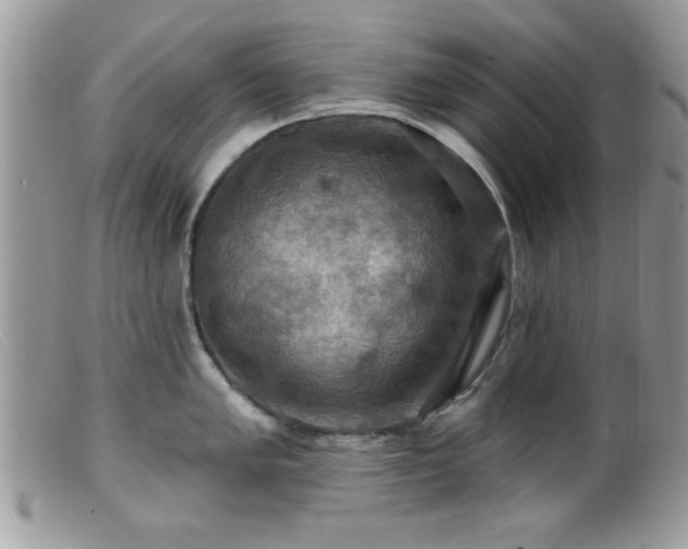 X0000099381005200805151614