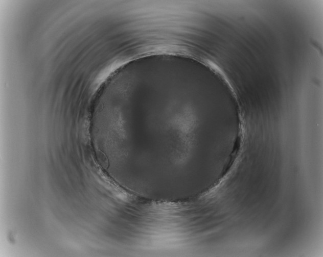 X0000099381019200805151613