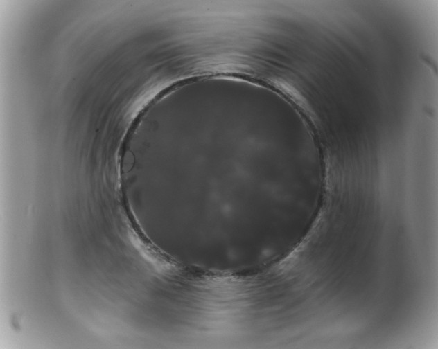 X0000099381031200805151613