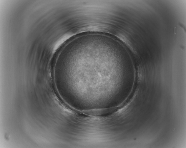 X0000099381070200805151613