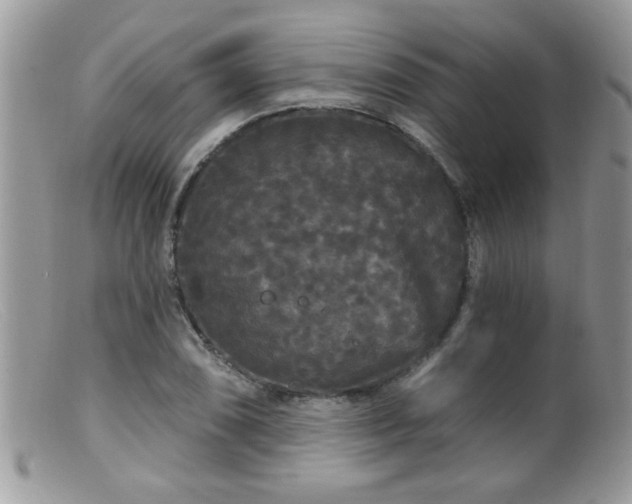 X0000099381074200805151613