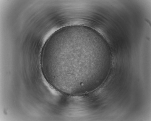 X0000099381086200805151613