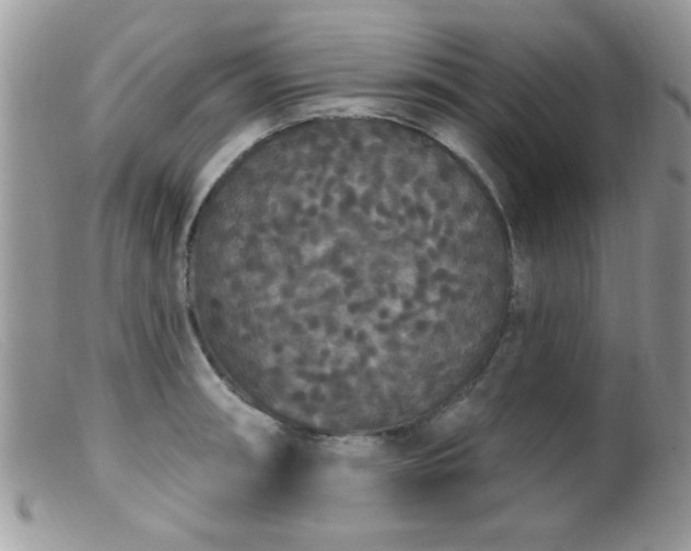 X0000099381090200805151613