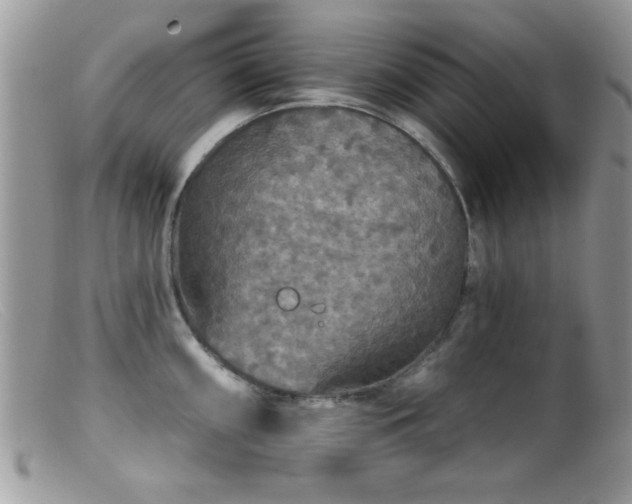 X0000099381098200805151612