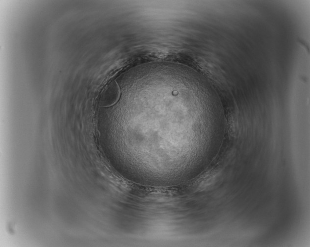 X0000099381105200805151612