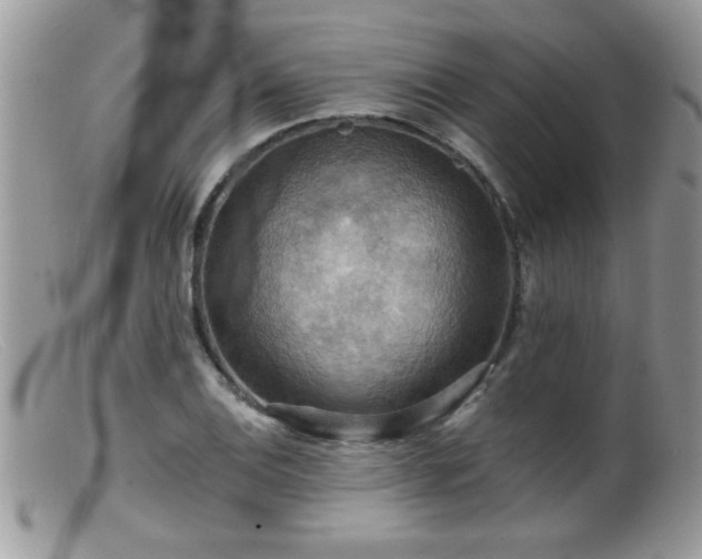 X0000099381124200805151612