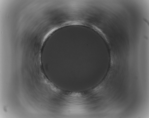 X0000099381174200805151611