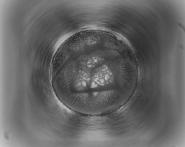 X0000099381247200805151611