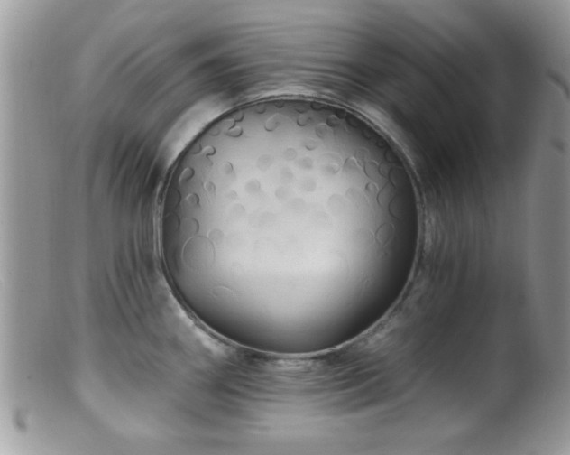 X0000099381290200805151609