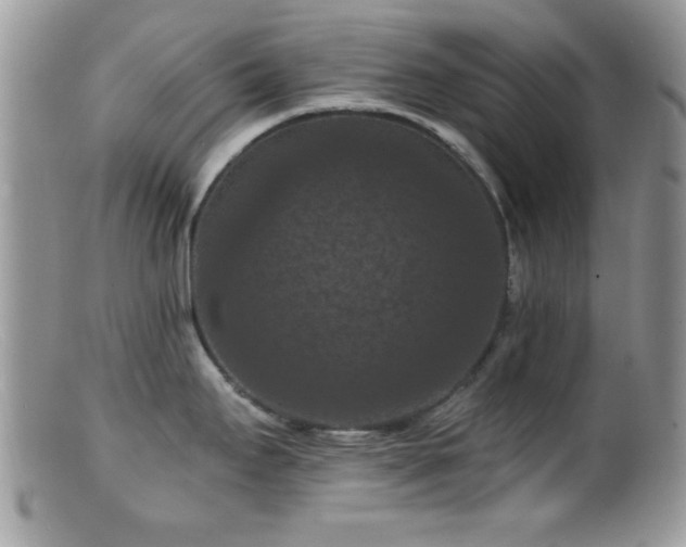 X0000099381295200805151609