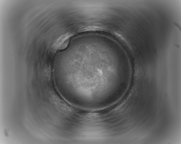 X0000099381313200805151609