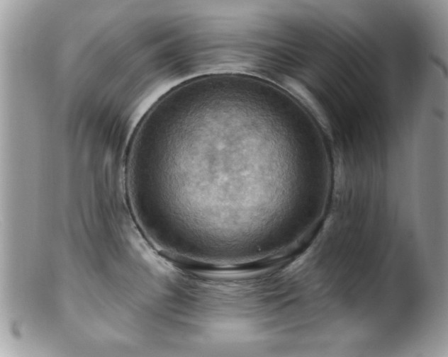 X0000099381340200805151609