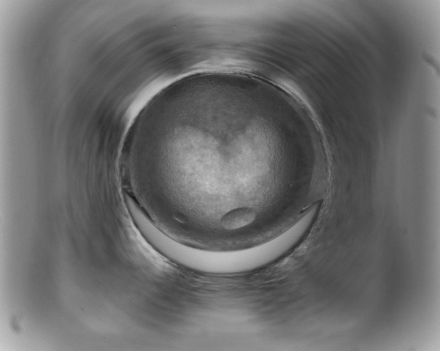 X0000099381344200805151609