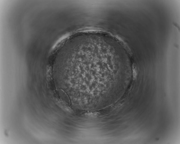 X0000099381351200805151608