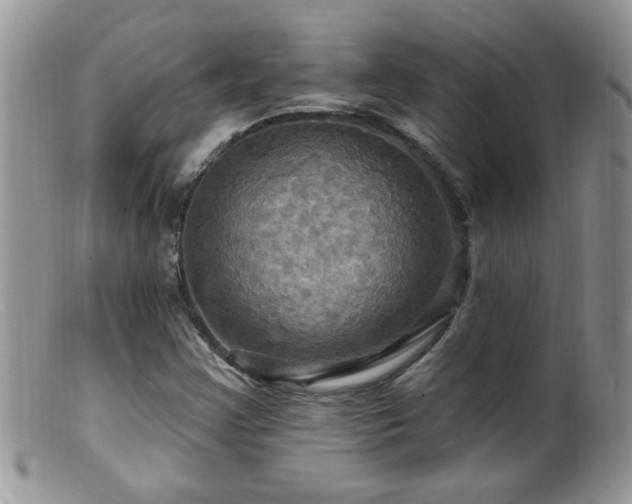 X0000099381355200805151608