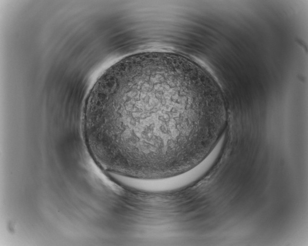 X0000099381379200805151608