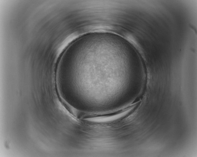 X0000099381384200805151608